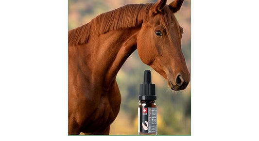 CBD für Pferde Einsatz, Dosierung und Benefits